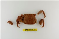 藏品(美麗斜紋蟹)的圖片